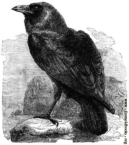 drawing of a raven